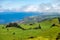 Beautiful view of the cows that graze in the meadow to background of the Atlantic ocean. Azores, Sao Miguel, Portugal.