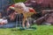 Beautiful view of cute flamingo drinking water staying in plastic plate.