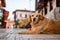 Beautiful view on cute shaggy dog lying and resting on the street.