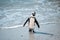 Beautiful view of a cute and unique african penguin walking at the Boulders Beach near the Cape Town