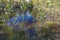 Beautiful view of dark blue lake water with water lilies, and green sedge  with little bird house  on sunny autumn day.