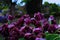 Beautiful view of delicate and subtle dark purple flowers in a park on a rainy day