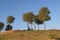 Beautiful View of the Desert - Greenery