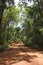 Beautiful view of a dirt road going inside a dense forest