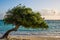 Beautiful view of a Divi Divi tree in the coastline of tropical Aruba beach