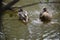 The beautiful view of ducks cleaning its feathers on the water of river.