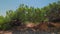 Beautiful view of dwarf mountain pine on rocky coast of Mediterranean sea.