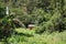 Beautiful view of the El Nicho valley, an area belonging to the national park Topes de Collantes, Cuba