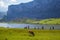 Beautiful view of Ercina Lake in Covadonga Lakes, Asturias, Spain. Green grassland with a cow pasturing and mountains at the