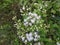 Beautiful view of Eupatorium odoratum woody herbaceous perennial growing as a climbing shrub. The leaves are arranged oppositely.