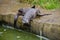 Beautiful view of Eurasian otters near the water at the zoo