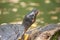 Beautiful view of a European pond turtle against a green background