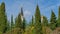 Beautiful view with evergreen cypresses Cupressus Sempervirens, Himalayan cedars in park of city Sochi. Towers with gilded domes