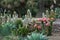 Beautiful view of exotic cactuses near the trees captured in a garden