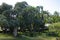 A beautiful view of exotic garden with old white bench in Chateau de Labourdonnais, a colonial palace, Mauritius