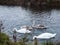 Beautiful view of family of white mute swans and cygnets lake