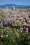 Beautiful view of the famous Cathedral Santa Maria del Fiore in Florence with purple blooming wisteria and Pink Roses