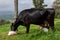 Beautiful view of a farmer milking a cow in a rural farm