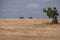 Beautiful view of a few rhinos and a tree on a hill captured in Ol Pejeta, Kenya