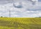 Beautiful view of the field of Brassica napus growing in the UK under the cloudy sky