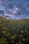 Beautiful view of a field of everlasting flowers with puffy clouds in Croatia