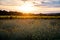 Beautiful view of a field of everlasting flowers at sunrise - Croatia