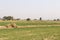 A beautiful view of fields in the country of Punjab