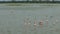 Beautiful view of a flock of flamingos in a lake on a sunny day