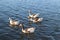 Beautiful view of a flock of geese swimming in the lake