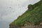 Beautiful view of a flock of puffins flying near the hill in Iceland