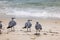 Beautiful view of flock of seagulls on sandy beach of Miami Beach with blurred background of Atlantic Ocean