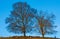 Beautiful view of a flock of sheep under two leafless trees on a hilltop