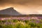 Beautiful view of flower garden, South Island, New Zealand