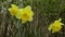 Beautiful view of flowers daffodils isolated on  background.