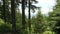 Beautiful view of forest in olympic mountains in Washington