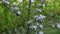 Beautiful view of front yard of private garden.. Gorgeous pink and white blooming apple tree on  background.