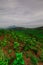 beautiful view of gardens, rice fields and Mount.