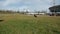 Beautiful view of a German shepherd puppy playing in the park