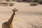 Beautiful view of a giraffe looking at camera in jungle