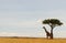 Beautiful view of a giraffe by a tree on a field covered with tall grass