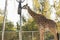 Beautiful view of giraffe. Wild animals in a zoo. Natural landscape. Wild animals in a zoo. Natural landscape