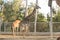 Beautiful view of giraffe. Wild animals in a zoo. Natural landscape. Wild animals in a zoo. Natural landscape