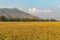 Beautiful view of golden ripen rice crop view in the fields