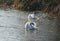 Beautiful view of graceful swans floating in the calm lake