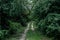 Beautiful view of a grassy pathway surrounded by plants and trees