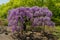 Beautiful view of Great purple pink wisteria blossom tree, Ashikaga, Tochigi,  Japan