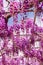 Beautiful view of Great purple pink wisteria blossom tree, Ashikaga, Tochigi,  Japan