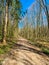 Beautiful view into a green forest with sunlight casting deep shadow