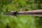 Beautiful view of a green frog at the pond perched on a thin branch