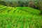 Beautiful view of green rice growing on tropical field terraces